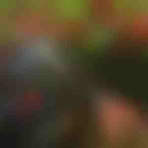 Nožnice na strihanie stromov | TREESNIP