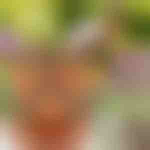 Výškovo nastaviteľné kvetináče (3x darab) | PLANTUP